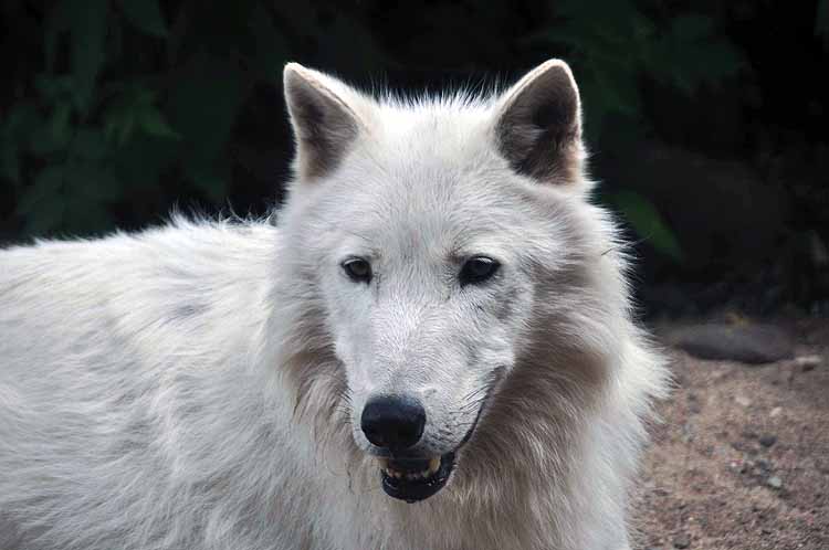 wolf